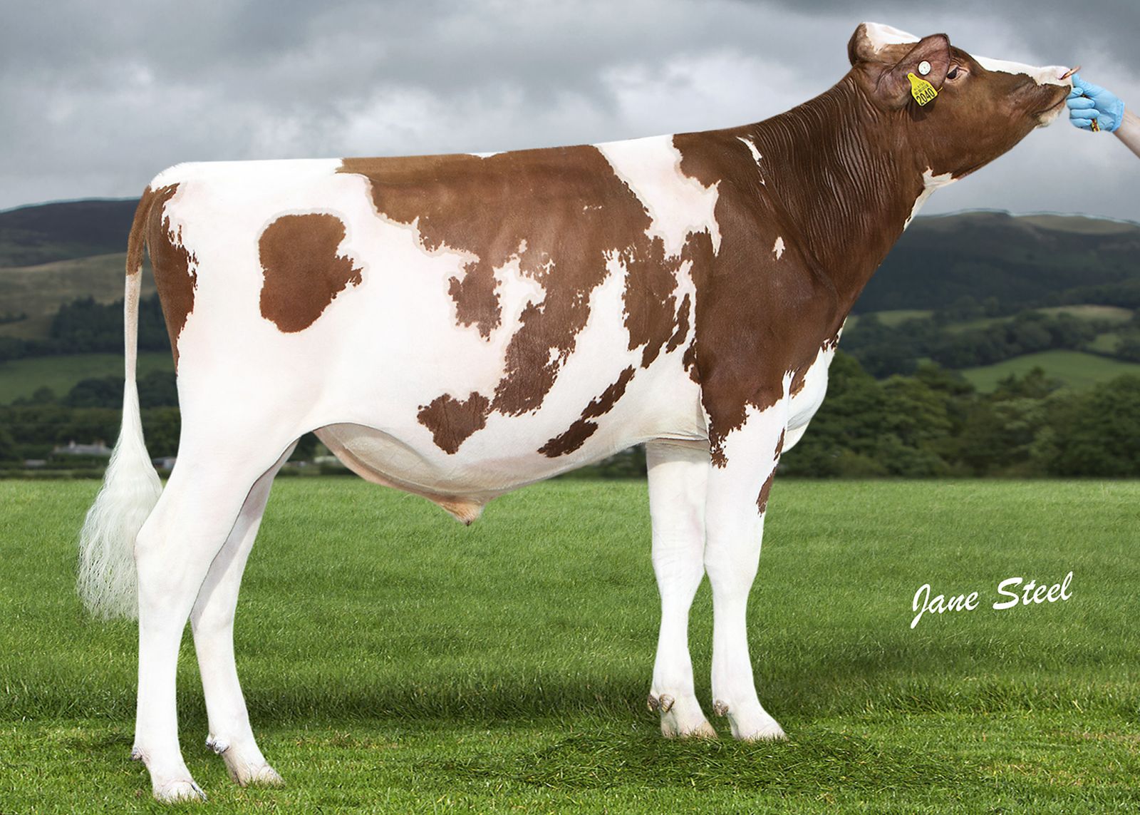 DG OH RubelsRed the 1 GTPI R&W sire in the breed!